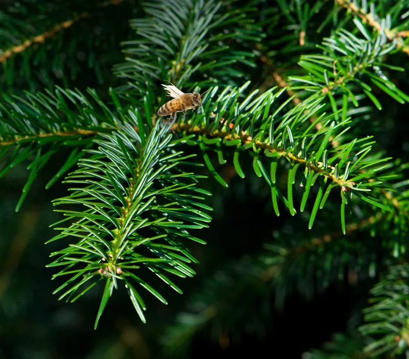 Bee on a fir tree