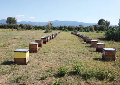 Μελίσσια σε μελιτοσυλλογή