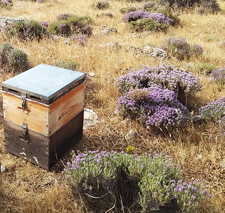 Beehive near thymes