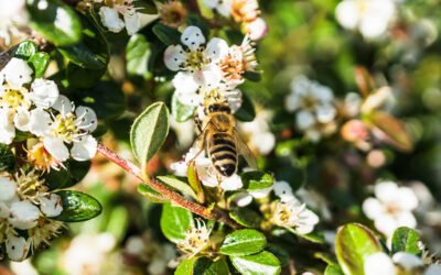 Bees celebrating Spring