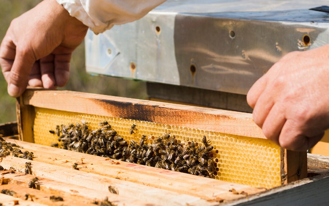 Ευρωπαϊκή στρατηγική για την προστασία μελισσών και μελισσοκόμων